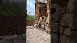 A cat raised a puppy with her Cute kittens #shorts #pets #cute #animals #dog