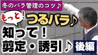 【バラの育て方】冬のバラ管理のコツもっと！つるバラ知って！剪定・誘引～後編（2022年12月9日）