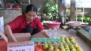 KY THUAT THU HOACH VA QUAN LY CHAT LUONG QUA CAM SAU THU HOACH