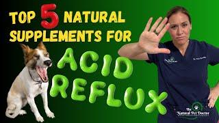 Top 5 Natural Supplements for Acid Reflux in Pets - Holistic Vet Advice