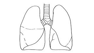 How to Draw Lungs - Respiratory System of a Human