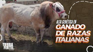 High genetics in Italian breed cattle