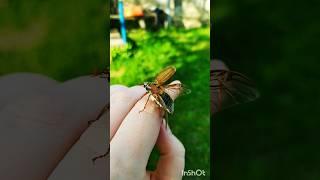 Майский жук#майскийжук #shortsvideo #shorts