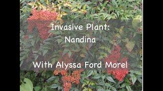 Invasive Plant: Nandina