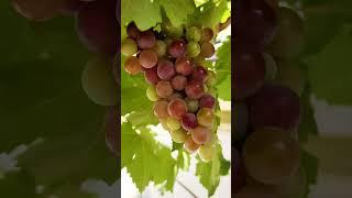 Organic Grapes @permaculturewithayaz