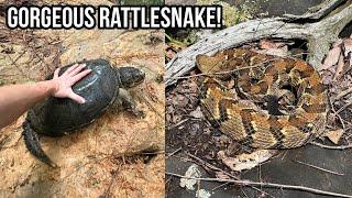 Copperheads, Cottonmouths, and Timber Rattlesnakes! Georgia Herping in the Swamps and Mountains!