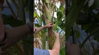 Trimming frost damaged banana leaves in Arizona