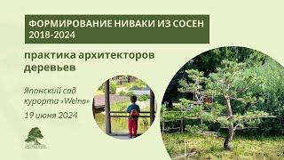 Формирование ниваки из сосны в парке курорта Welna