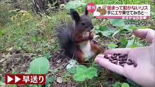 固まって動かないリス　露