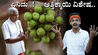 Tender Cluster Fig fruit Special recipe | ಅತ್ತಿಕ್ಕಾಯಿ ವಿಶೇಷ | Wild Fig fruit Cooking | Bhat n Bhat