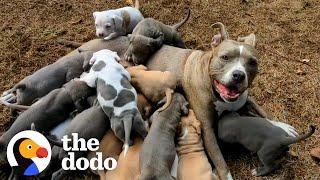 Couple Has No Idea Their Foster Dog Is Pregnant With Tons Of Puppies | The Dodo Foster Diaries