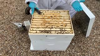 Texas Bee Supply:  How Much Honey Should I Take?