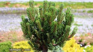 Pinus mugo 'Sherwood Compact' Dwarf Mountain Pine Tree ~ MrMaple Clips 