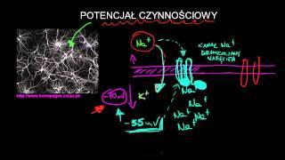 Potencjał czynnościowy