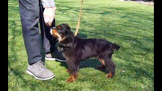 Teaching A Puppy To Walk On A Leash