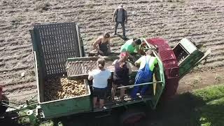 Hagedorn Wisent Kartoffelvollernter