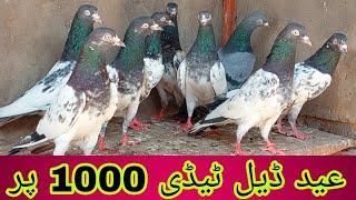 19 Teddy Kamagar || Eid Offer Eid Deal || 03234639084 || Jani jutt Pigeons