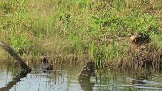 Cane et Foulque