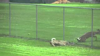 Deer Run Into Fence