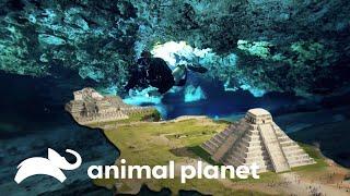 Los misterios que esconde Yucatán | Misterios de Nuestro Planeta | Animal Planet