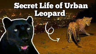 Are Indian Leopards Domesticating Themselves ? : Indian Leopard Documentary.