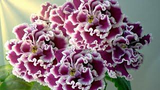 Flowers with their own hands. Bead violet, padded, rustic. MK Beaded Flowers. Beadwork.