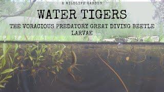 Water Tigers: The Voracious Predatory Larvae of the Great Diving Beetle