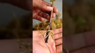 gaurav tree for home ! #trendingshorts #viralshorts #shorts