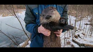 Nolan's Big Otter!  Spring Trapping 2023