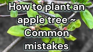 HOW TO PLAN APPLE TREE AVOIDING COMMON MISTAKES