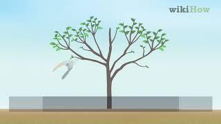 How to Prune a Cherry Tree
