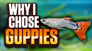 Why I Chose Guppies For My Fish Room! (Great Fish For Planted Tanks And Aquariums Of All Sizes)