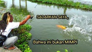 Hampir gak percaya!! di sungai sekecil ini ikannya gede banget