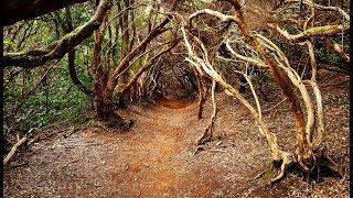 Hija Cambada, Anaga - Tenerife 4K - Hiking in the Canary Islands