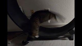 [1115] 360 cat wheel spin