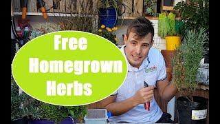 How to grow herbs from cuttings at home, during Corona lock down.