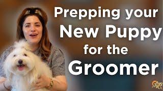 How to Prepare your New Puppy for the Groomer