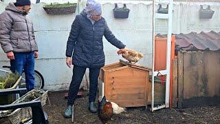 3 ERRORES que hemos cometido al tener GALLINAS ️