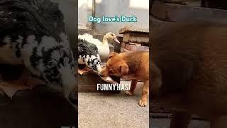 Dog love's Duck #funny #fun #viral #reel #reelsvideo #funnyvideos #reels @funnyHasi11 @fzFact