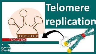 Telomere replication | The End replication problem | Aging and Telomere.