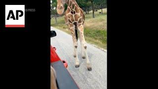 WATCH: Giraffe picks up toddler from truck at Texas wildlife park