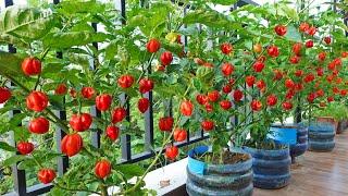 The challenge of growing the hottest chili in the world, more than a hundred fruits a tree