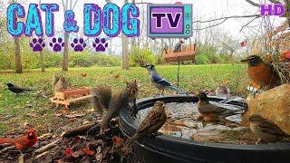 [10 Hours- No Interruptions] Cat & Dog TV  Squirrels & Birds drink from fountain {water  sounds}