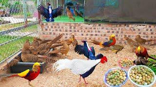 Biggest Pheasant Farm | Golden Pheasant, Swinhoe Pheasant, Lady Amherst Pheasant | Hatching Eggs