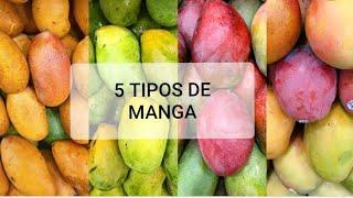 5 TIPOS DE MANGA