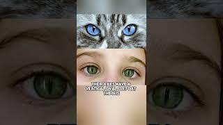 Does Cat's Eye Syndrome Actually Exist?