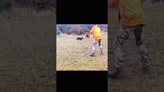 на меня напал дикий кабан#hunting#cinghiale#wildboar#jabali#chasseur#bestshot