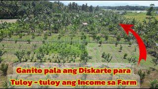 Mga Dapat Itanim sa Diversified Farming para sa NON-STOP na Income