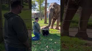 Adorable Elephant Learns to Play the Drums!  #Elephants #Shorts