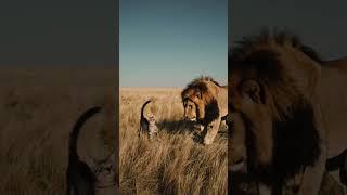 Cat or Lion?  You Won't Believe This!"